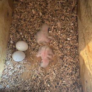 Eclectus Fertile Parrot Eggs