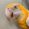 Lutino Macaw - Image 2