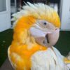 Lutino Macaw