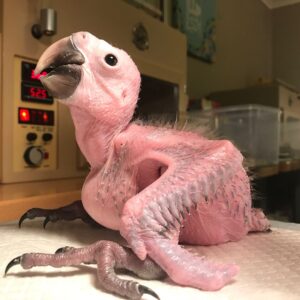 Read more about the article Vruchtbare papegaai eieren en papegaai baby’s te koop