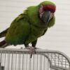Military Macaw Parrot For Sale