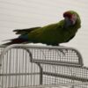 Military Macaw Parrot For Sale - Image 3