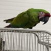 Military Macaw Parrot For Sale - Image 2