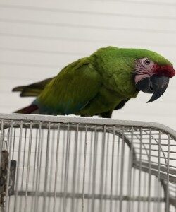 Military Macaw Parrot For Sale