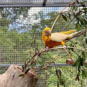 yellow mutation military macaw