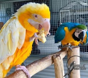 Read more about the article Mijn papegaai legde een ei, wat nu?