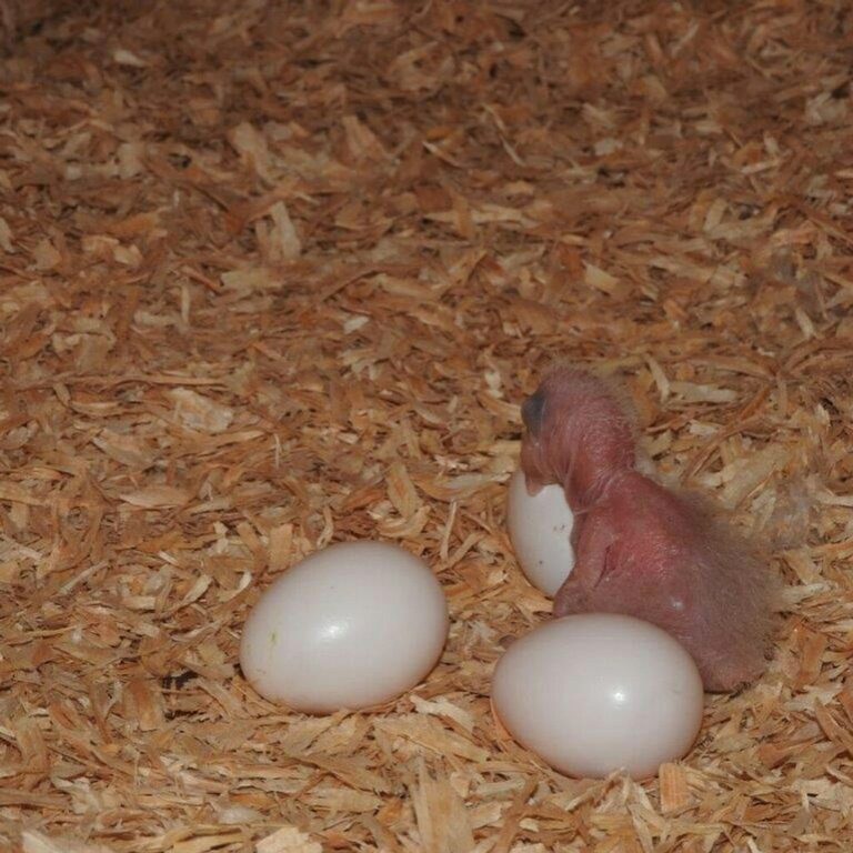 parrot eggs for sale uk