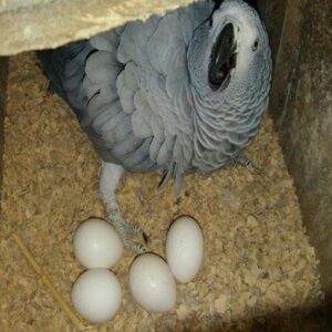Read more about the article Bevruchte papegaaien eieren te koop