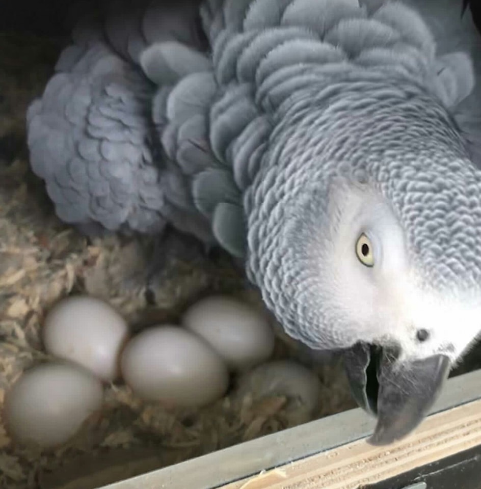You are currently viewing parrot eggs for sale near me