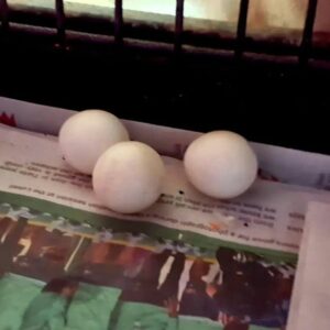 Spix`s Macaw Parrot Eggs