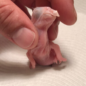 Read more about the article Vruchtbare papegaai eieren en baby’s papegaai te koop