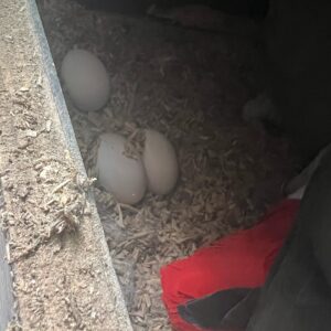 Conure Parrots Eggs For Sale