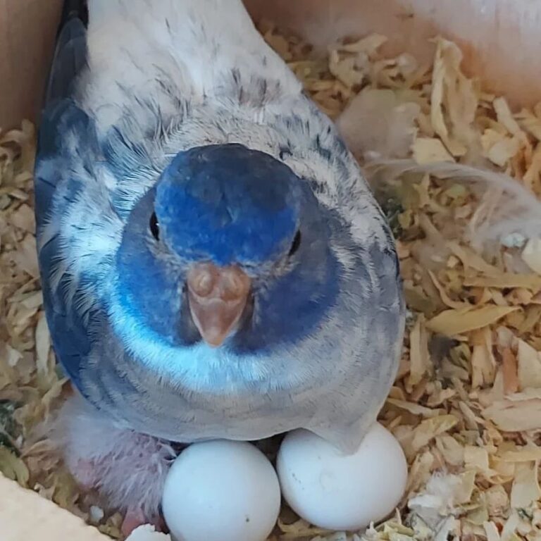 parrot eggs for sale in Florida