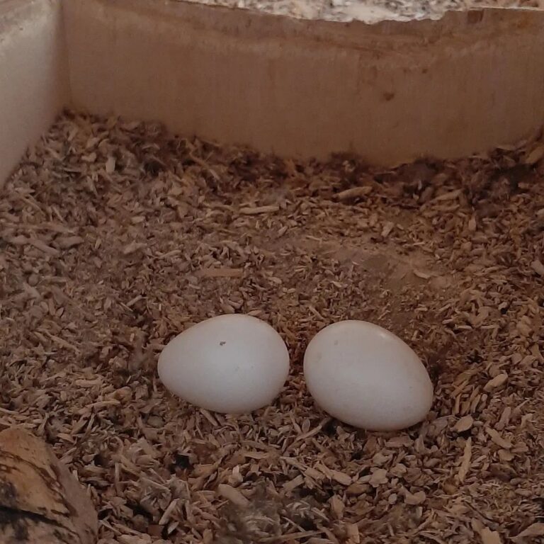 Golden Conure fertile parrot eggs for sale