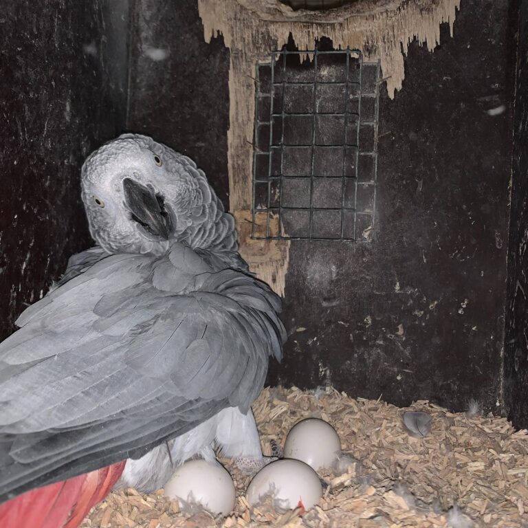 Pionus Papageieneier zu verkaufen