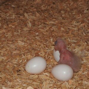 Read more about the article fertile parrot eggs for sale near me