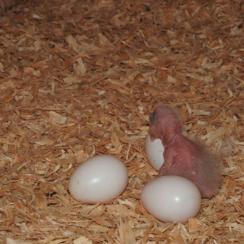Read more about the article Fertile parrot eggs for sale near me