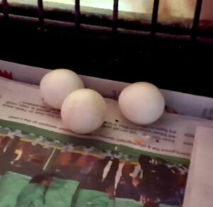 Read more about the article Fruchtbare scharlachrote Ara-Papageien-Eier zu verkaufen
