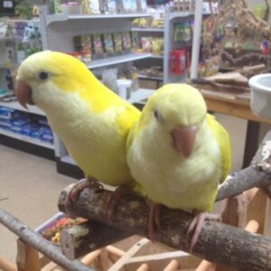 Yellow Quaker parrots