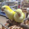 Parrolet for sale in Leeds