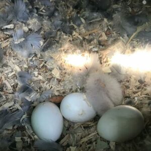 papegaai eieren