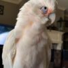 Long Billed Corella Cockatoo Parrot - Image 3