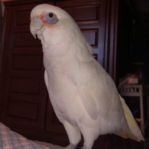 Long Billed Corella Cockatoo Parrot