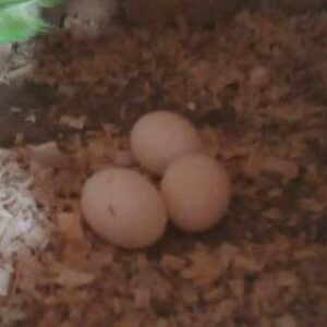 Kakadu Eier zu verkaufen