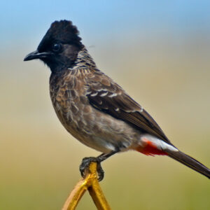 Red vented Bulbuls for Sale