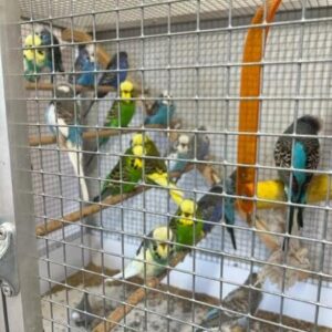 budgies parrot for sale