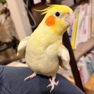 Cockatiel Bird For Sale