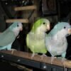 Quaker Parrot For Sale