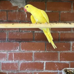 Dna tested Pair of yellow Ringnecks