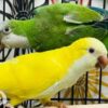 Yellow Quaker parrots - Image 3
