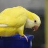 Yellow Quaker parrots - Image 5