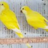 Yellow Quaker parrots - Image 2