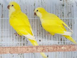 Yellow Quaker parrots