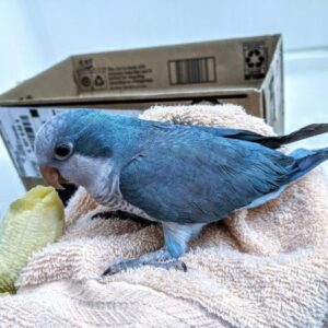 Blue Quaker parrots