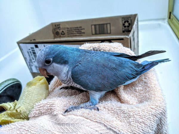 Read more about the article Blue Quaker parrots