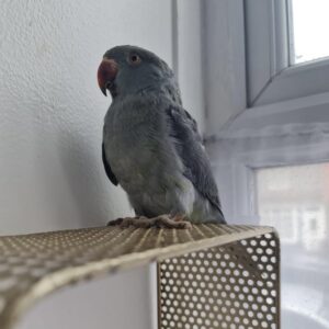 Baby grey ringneck Parrot for sale