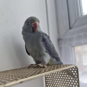 Baby grey ringneck Parrot for sale