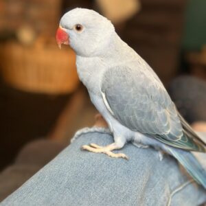 Indian Ringneck parrot for sale near me