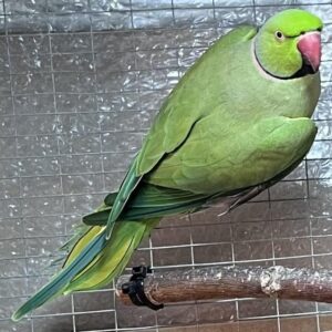 Green Male Indian Ringneck