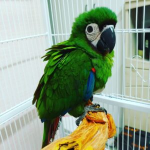 Chestnut-Fronted Macaw for sale in London