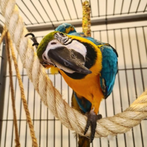 Blauwe en gouden ara papegaaien te koop