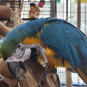 Blauwe en gouden ara papegaaien te koop