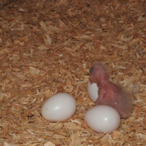 Vruchtbare Papegaai Eieren te Koop