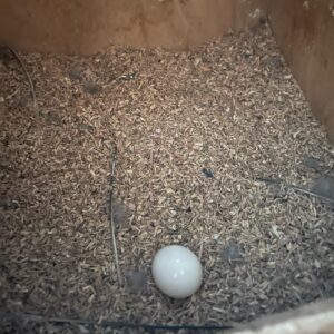 Fruchtbare Gala-Kakadu-Eier zu verkaufen