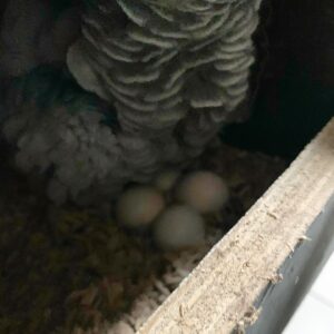 Congo African Grey Eggs