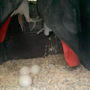 Baby’s papegaaien en vruchtbare papegaaien eieren te koop.